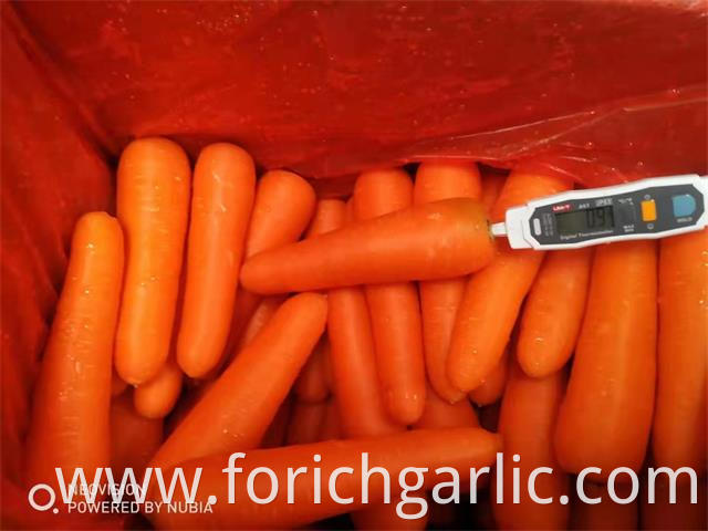 New Crop Carrot 2019